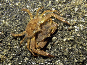 a pair of crabs by Mariano Mañas 